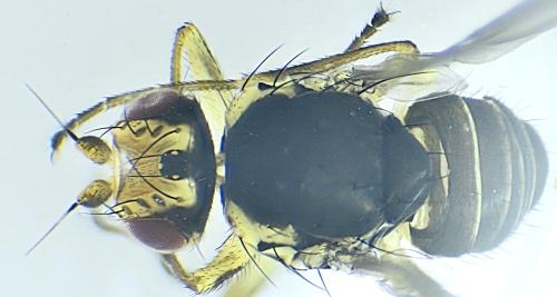 Réf. 318 465 : Phytomyza rufipes